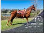 Meet Redboy Red Sorrel Tennessee Walking Horse Gelding - Available on