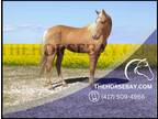 Meet Rusty Double Registered Palomino Saddlebred Gelding - Available on