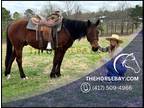 Meet Tucker Bay Quarter Horse Gelding - Available on [url removed]