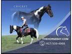 Meet Cricket Black Tobiano Tennessee Walking Gelding - Available on