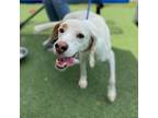 Adopt Speck a White - with Tan, Yellow or Fawn Hound (Unknown Type) / Mixed dog