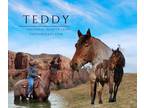 Meet Teddy Bay Roan Percheron/Quarter X Gelding - Available on [url removed]