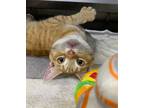 Adopt Fava a Domestic Shorthair / Mixed (short coat) cat in Lagrange