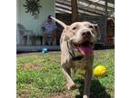 Adopt Hans Solo (S) 8/30 eye tag removal a Tan/Yellow/Fawn American Pit Bull