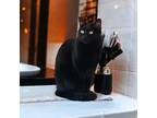Adopt Venus a All Black Domestic Shorthair (short coat) cat in Anaheim Hills