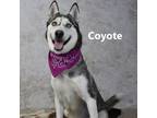 Adopt Coyote a Gray/Silver/Salt & Pepper - with Black Husky / Mixed dog in Yuma
