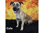 Adopt Cole a Brown/Chocolate Shepherd (Unknown Type) / Mixed dog in Yuma