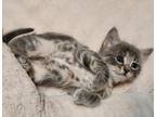 Adopt Precious a Domestic Shorthair / Mixed (short coat) cat in San Jacinto