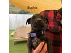 Adopt Sophia a Boxer / Mixed dog in Tehachapi, CA (38575380)