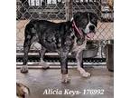 Adopt Alicia Keys a Black Pit Bull Terrier / Mixed dog in Edinburg
