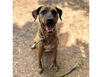 Adopt Remy a Brindle Mountain Cur / Mixed dog in Aldie, VA (38572563)