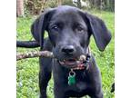 Adopt Rubber Band Man a Black Labrador Retriever / Weimaraner / Mixed dog in