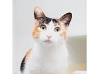 Adopt Nova a Orange or Red Domestic Shorthair / Mixed cat in Los Angeles
