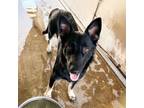 Adopt Impala a Black German Shepherd Dog / Mixed dog in Edinburg, TX (38573854)