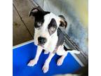 Adopt Michael Jackson a White - with Tan, Yellow or Fawn Boxer / Mixed dog in