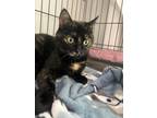 Adopt pepper a Tan or Fawn Domestic Shorthair cat in Massillon, OH (38577473)