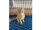 Adopt axel a Orange or Red Domestic Mediumhair cat in Massillon, OH (38577472)