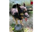 Adopt Bear a German Shepherd Dog / Mixed dog in Bloomington, IN (38586433)