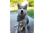 Adopt Philly a Gray/Silver/Salt & Pepper - with White Siberian Husky / Mixed dog