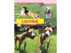 Adopt Ladybug a Collie / Labrador Retriever / Mixed dog in Blountville