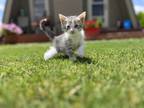Adopt Burro a Gray or Blue Tabby (medium coat) cat in Lubbock, TX (38597311)