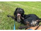 Adopt Khaos - Kitchener a Black Mixed Breed (Medium) / Mixed dog in Kitchener