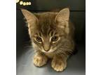 Adopt Honey Comb a Gray or Blue Domestic Shorthair / Domestic Shorthair / Mixed