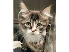 Adopt Yummi a All Black Domestic Shorthair / Domestic Shorthair / Mixed cat in
