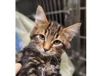 Adopt Lyric a Brown or Chocolate Domestic Shorthair / Domestic Shorthair / Mixed