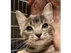 Adopt Cheerio a Gray or Blue Domestic Shorthair / Domestic Shorthair / Mixed cat