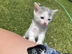 Adopt Gata a White Tabby (medium coat) cat in Lubbock, TX (38597221)