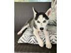 Adopt Raya a Black - with White Siberian Husky / Mixed dog in Winter Springs