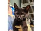 Adopt Lady Soft Paws a All Black Domestic Shorthair / Domestic Shorthair / Mixed