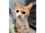 Adopt Fitz a Orange or Red Domestic Shorthair / Domestic Shorthair / Mixed cat