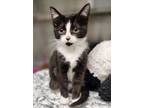 Adopt Catlyn a All Black Domestic Shorthair / Domestic Shorthair / Mixed cat in