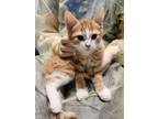 Adopt Derby a Orange or Red Domestic Shorthair / Domestic Shorthair / Mixed cat