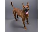 Adopt Tristan a Belgian Malinois / Mixed Breed (Medium) / Mixed dog in