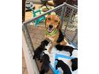Adopt Momma Sunshine a Tan/Yellow/Fawn - with Black Hound (Unknown Type) dog in