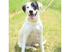 Adopt Zelda a White - with Tan, Yellow or Fawn Mixed Breed (Medium) / Mixed dog