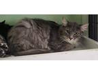 Adopt Scar a Gray, Blue or Silver Tabby Domestic Longhair (long coat) cat in