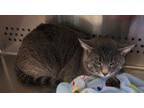Adopt Big Ben a Gray, Blue or Silver Tabby Domestic Shorthair (short coat) cat