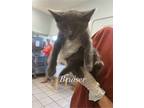 Adopt Bruiser a Gray or Blue Domestic Shorthair (short coat) cat in Fallbrook