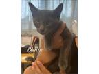 Adopt Blaine a Gray or Blue Domestic Shorthair (short coat) cat in Fallbrook