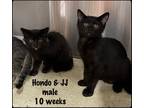 Adopt Hondo a All Black Domestic Shorthair (short coat) cat in Fallbrook