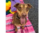 Adopt Reese a Doberman Pinscher / Labrador Retriever / Mixed dog in Angola