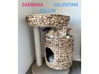 Adopt Gabbana a Tortoiseshell Domestic Shorthair (short coat) cat in Fallbrook