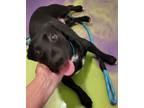 Adopt Lyla a Black - with White Dachshund / Terrier (Unknown Type