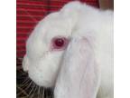 Adopt Poppy a Lop, Holland / Mixed rabbit in Des Moines, IA (38586690)
