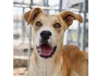 Adopt Johnny a Tan/Yellow/Fawn Mountain Cur / Australian Cattle Dog / Mixed dog