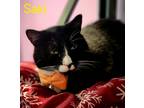 Adopt Saki a Domestic Shorthair / Mixed (short coat) cat in Cambridge